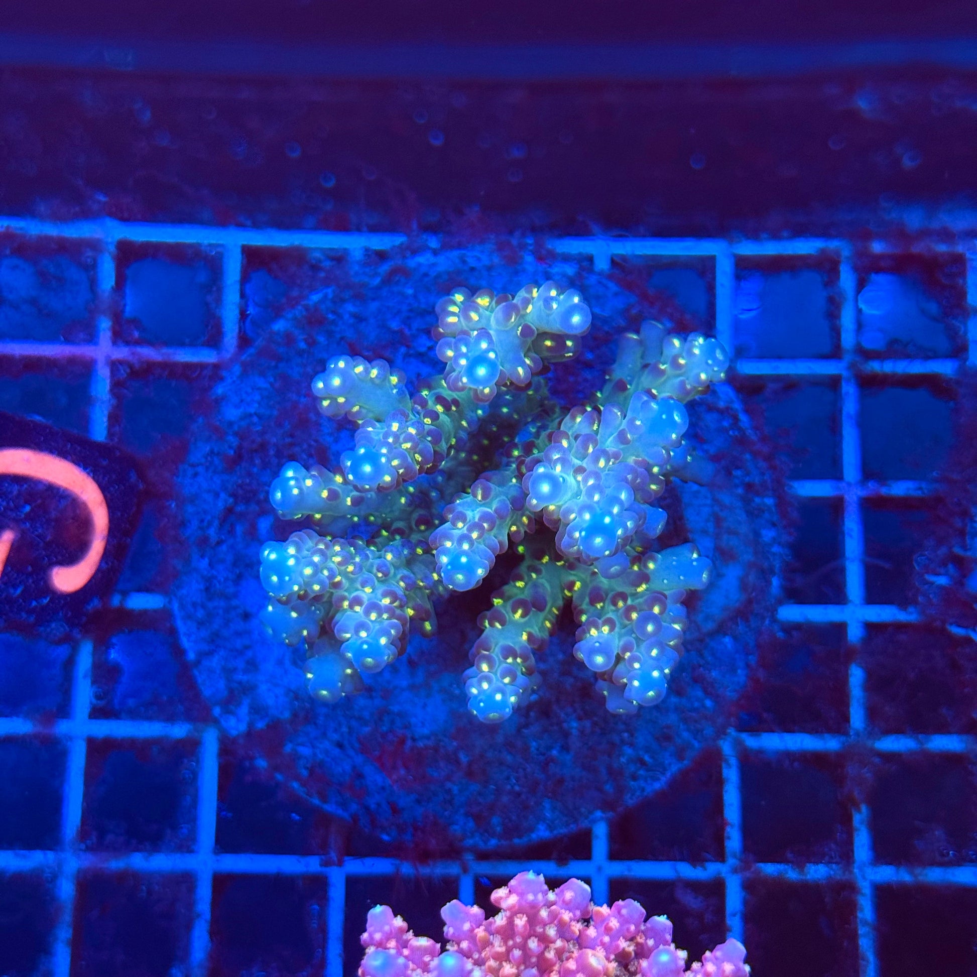 (WYSIWYG) Acro Colony T3G1