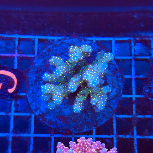 (WYSIWYG) Acro Colony T3G1