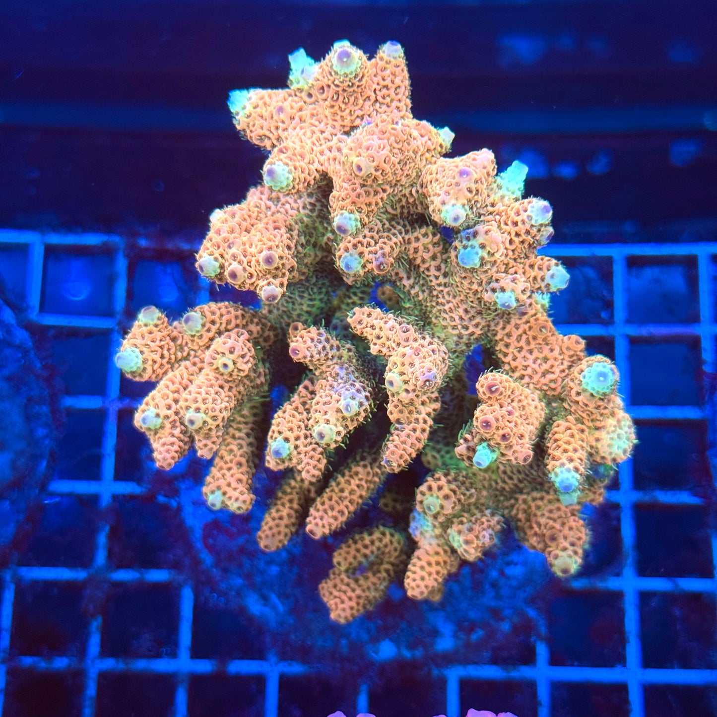 (WYSIWYG) Acro Colony T3G2