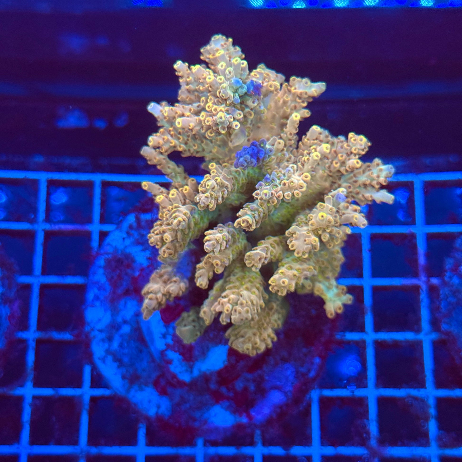 (WYSIWYG) Acro Colony T3G3