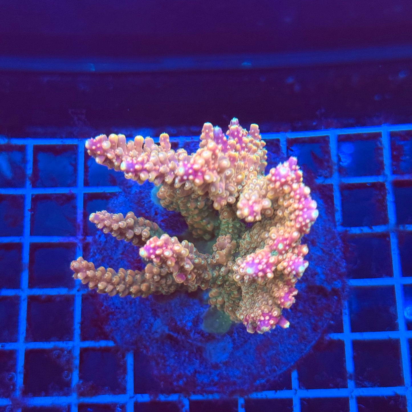 (WYSIWYG) Acro Colony T3G4
