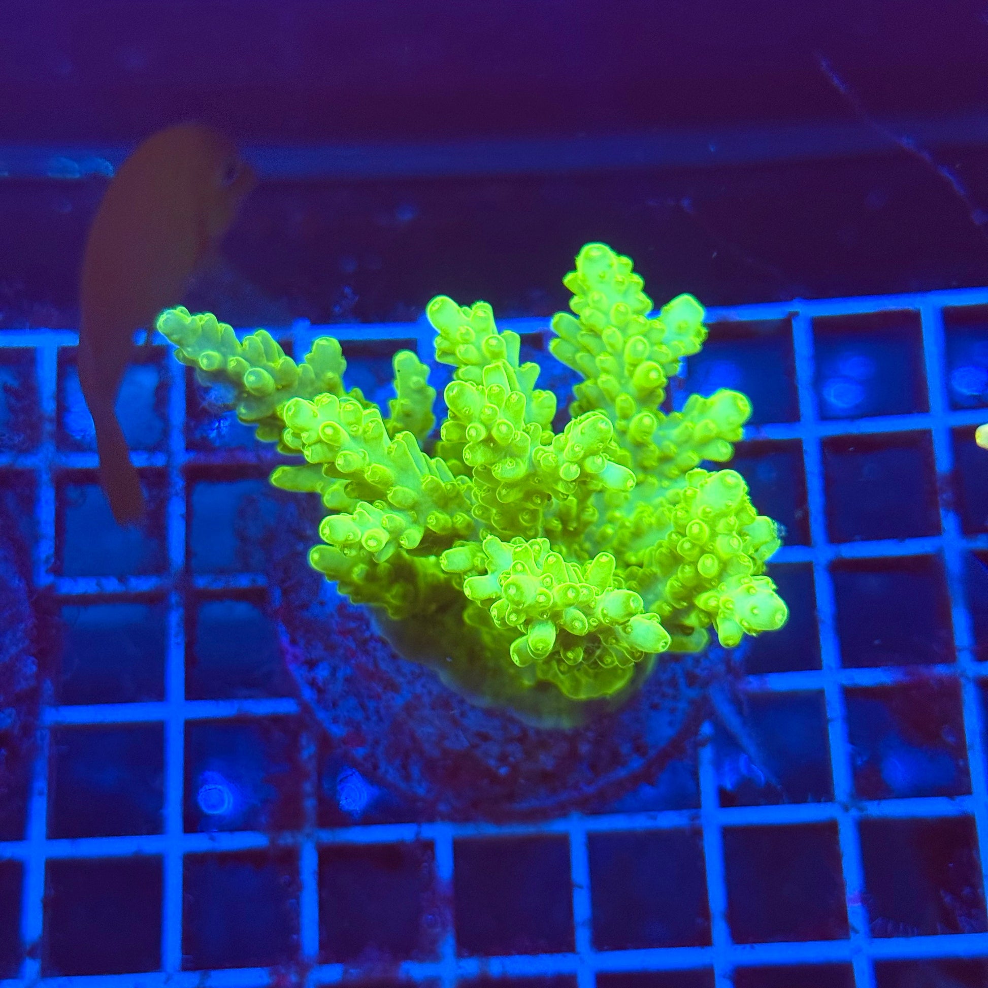 (WYSIWYG) Acro Colony T3G5