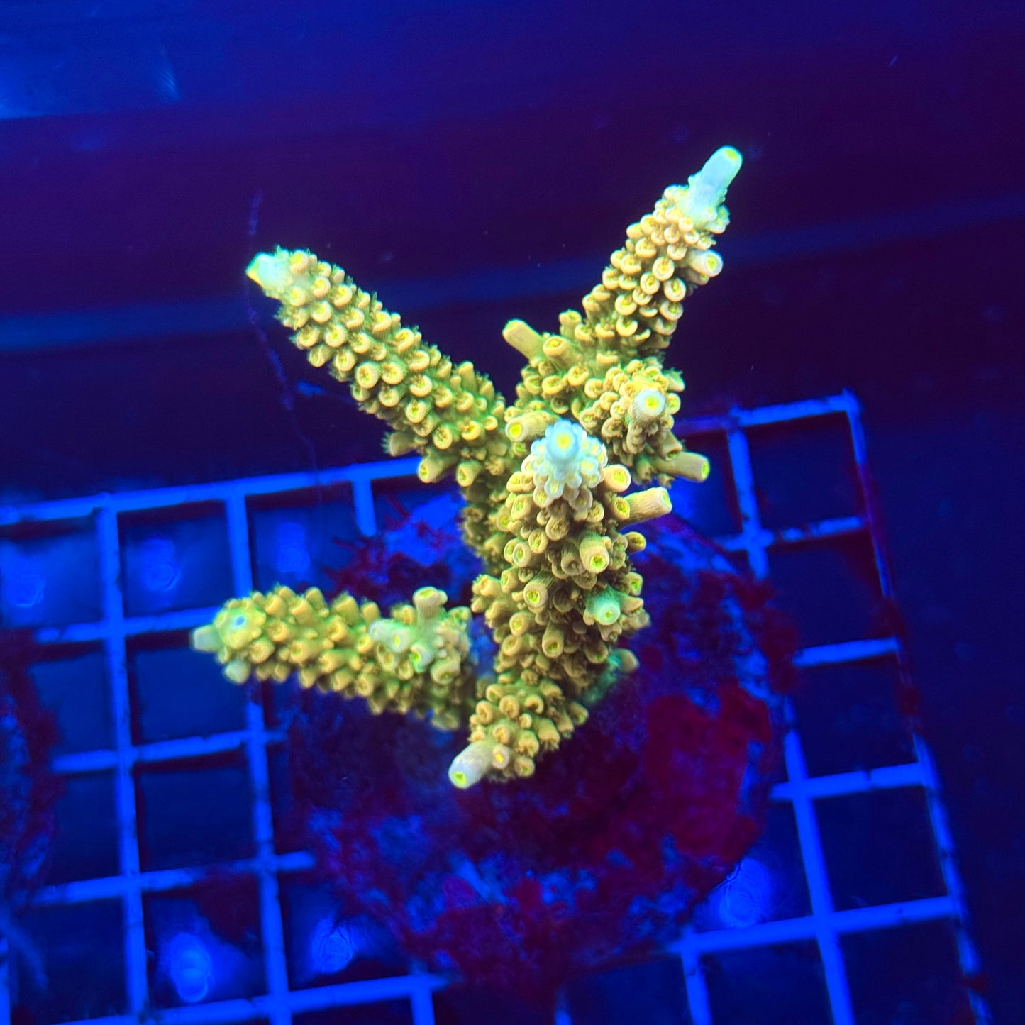 (WYSIWYG) Acro Colony T3G6