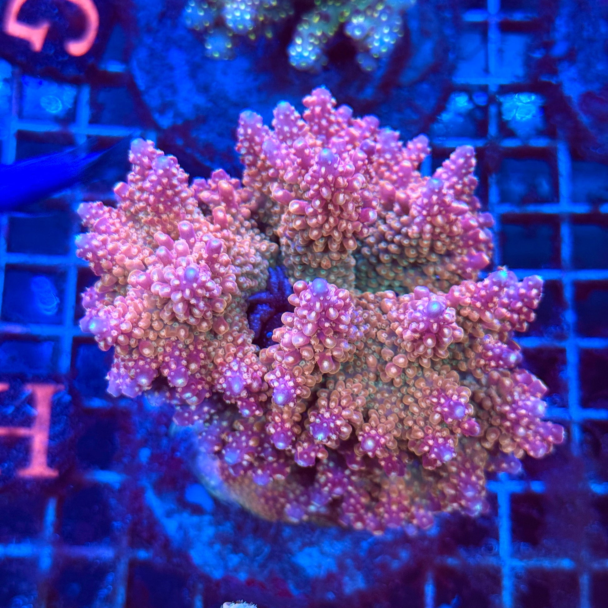 (WYSIWYG) Acro Colony T3H1