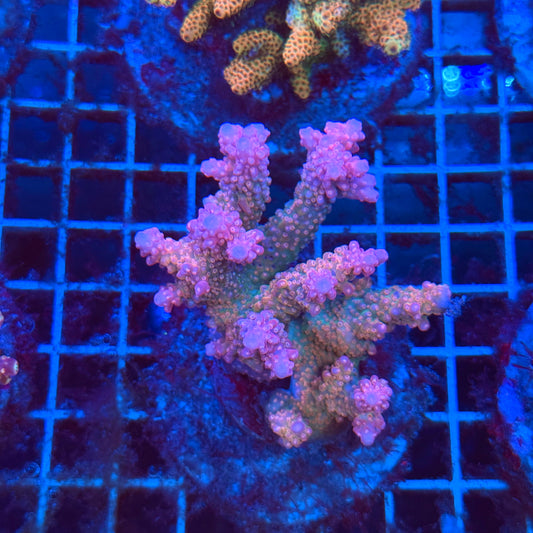 (WYSIWYG) Acro Colony T3H2