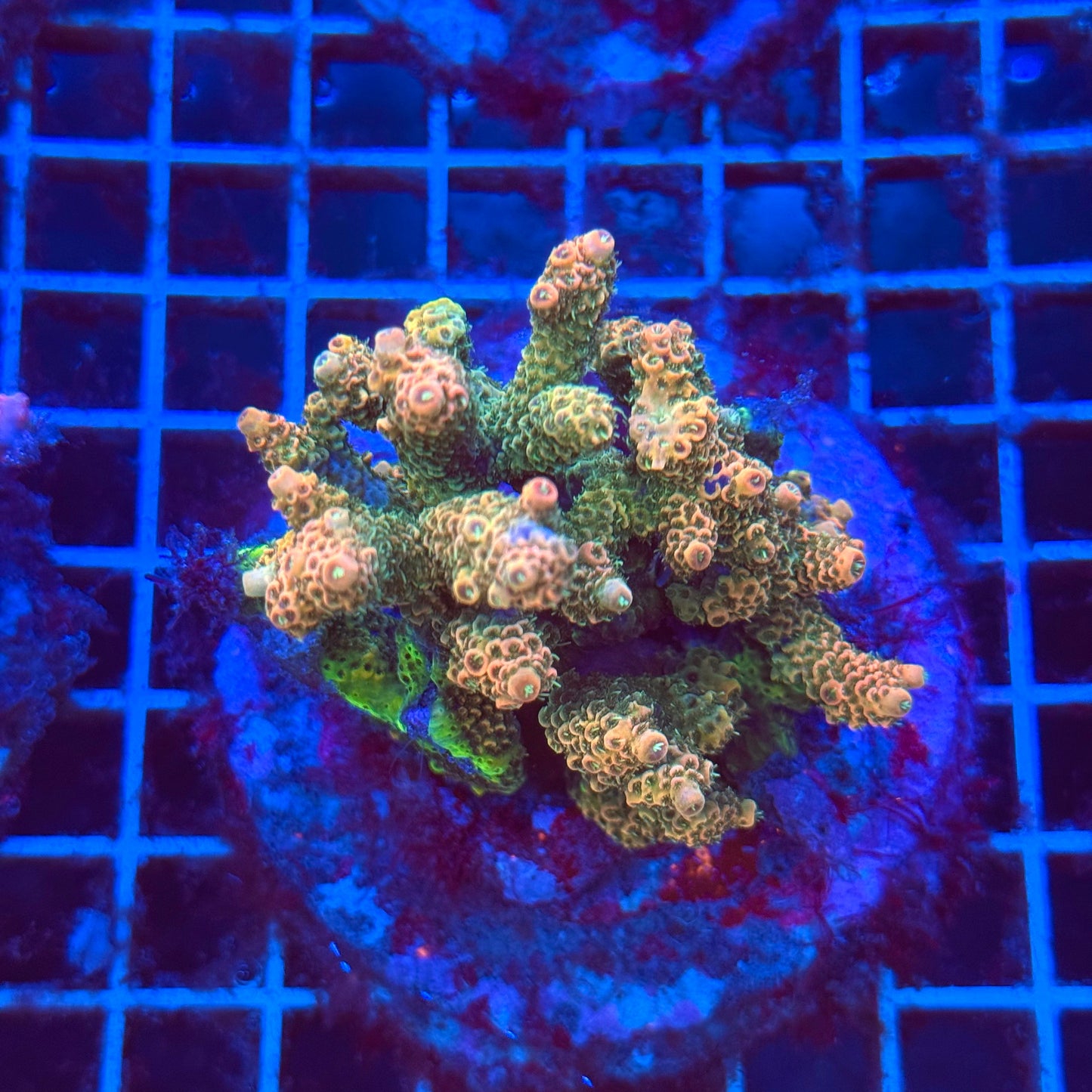 (WYSIWYG) Acro Colony T3H3