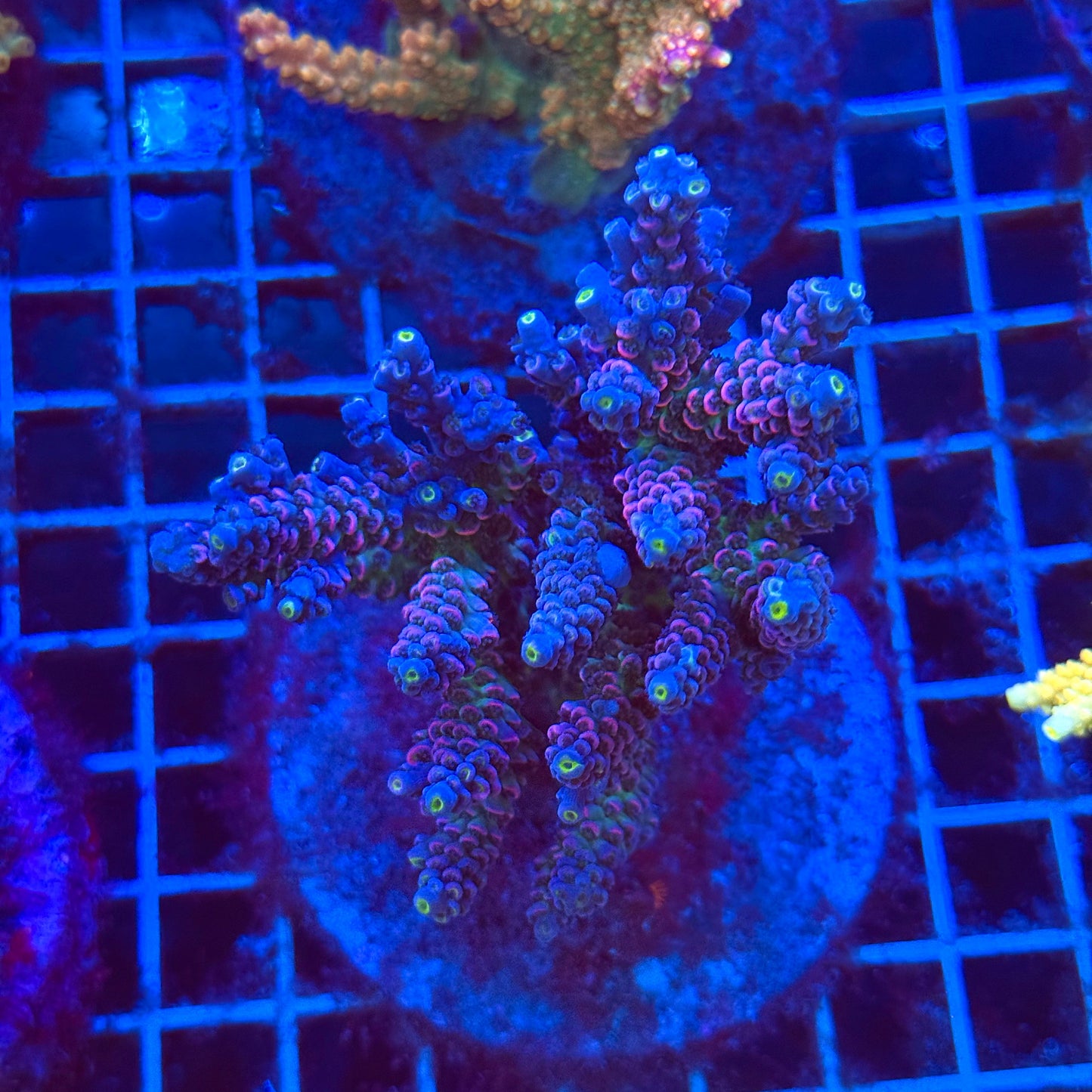 (WYSIWYG) Acro Colony T3H4