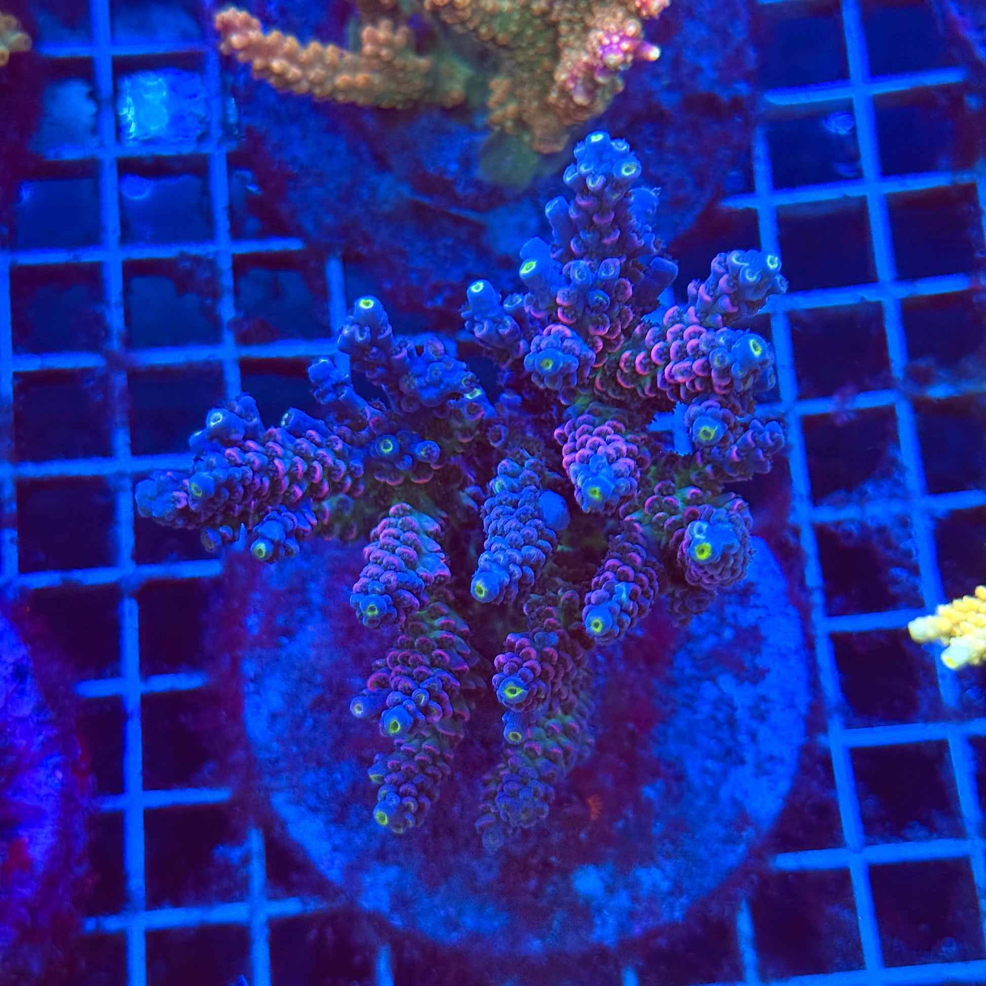 (WYSIWYG) Acro Colony T3H4