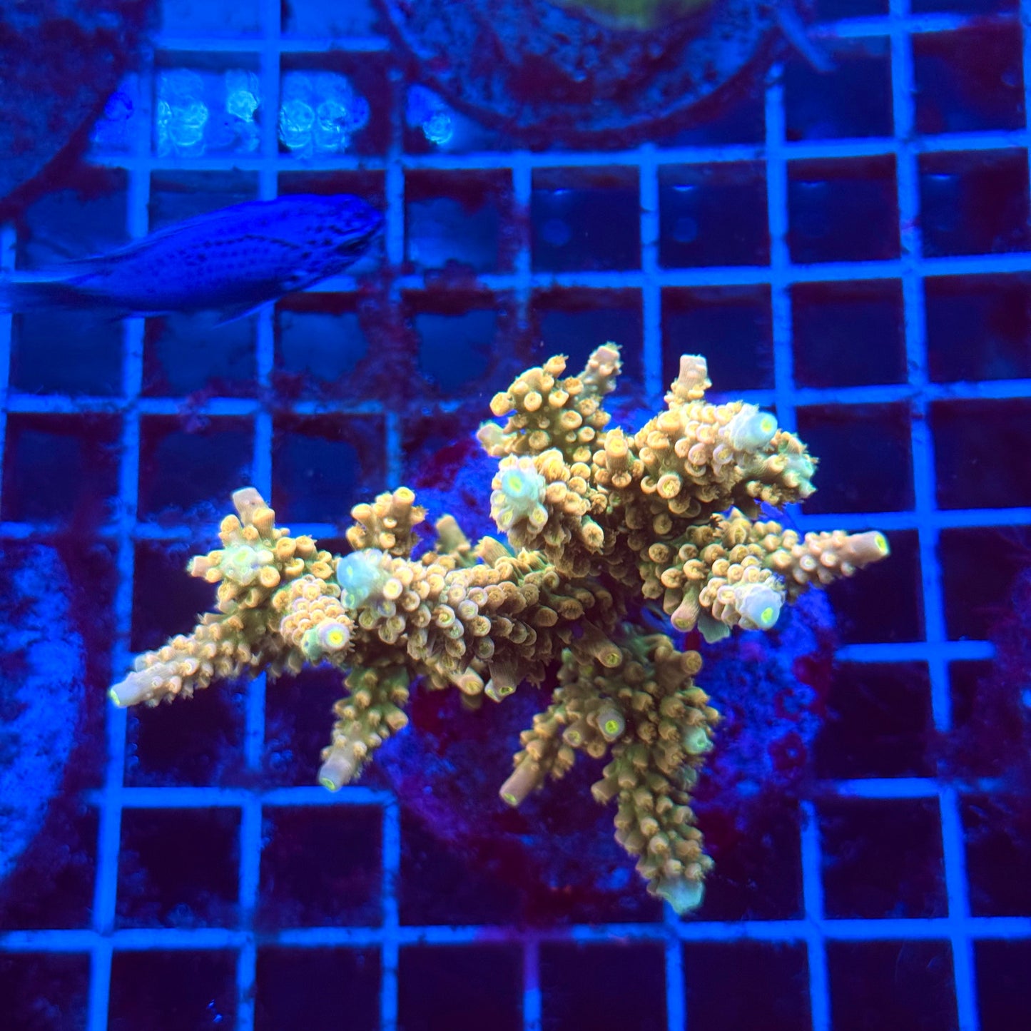 (WYSIWYG) Acro Colony T3H5