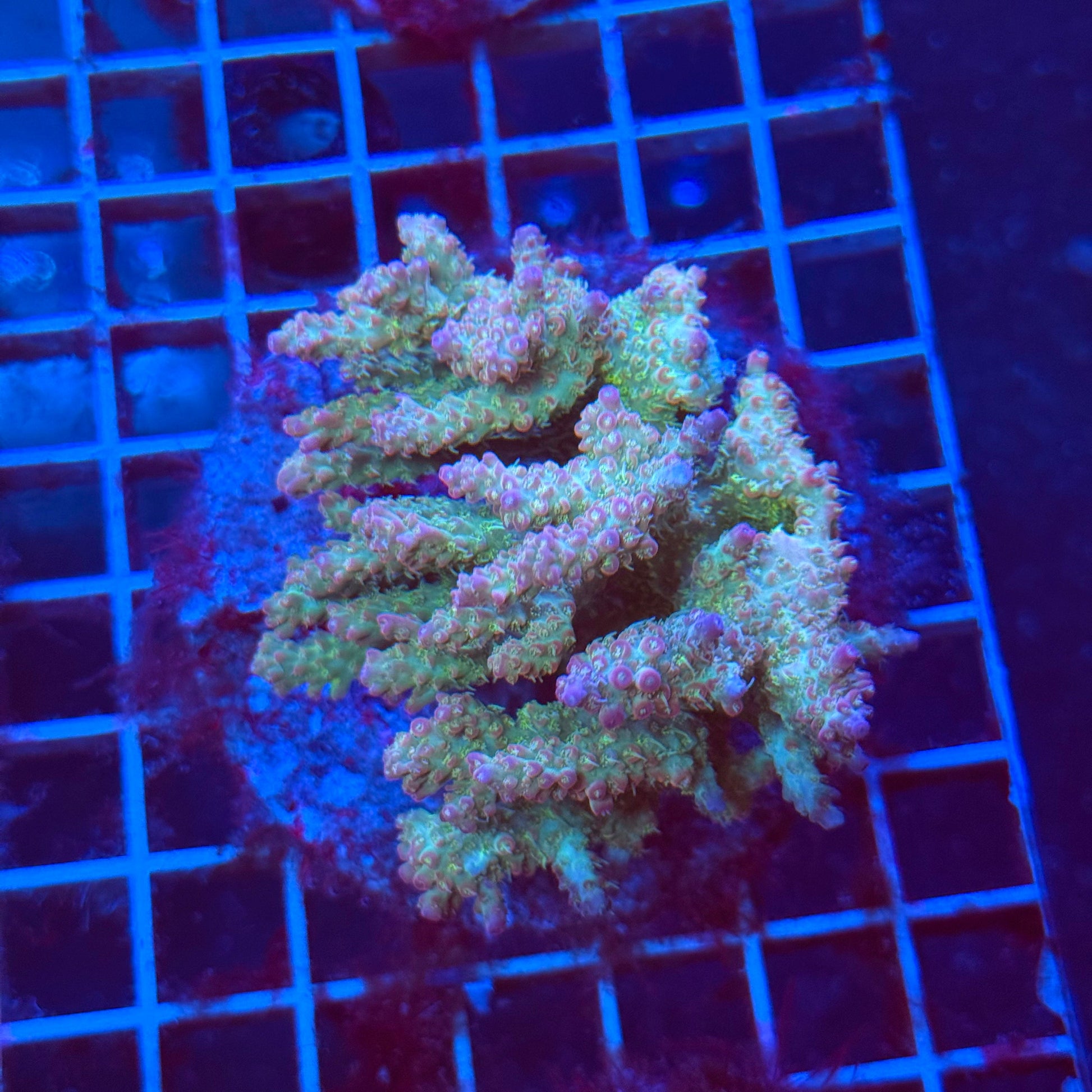 (WYSIWYG) Acro Colony T3H6