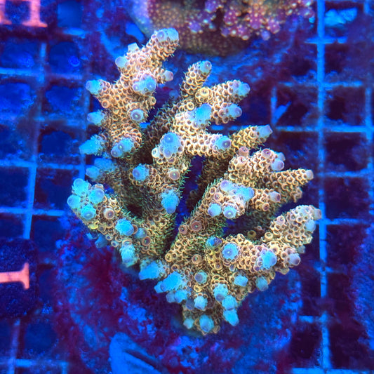 (WYSIWYG) Acro Colony T3I1