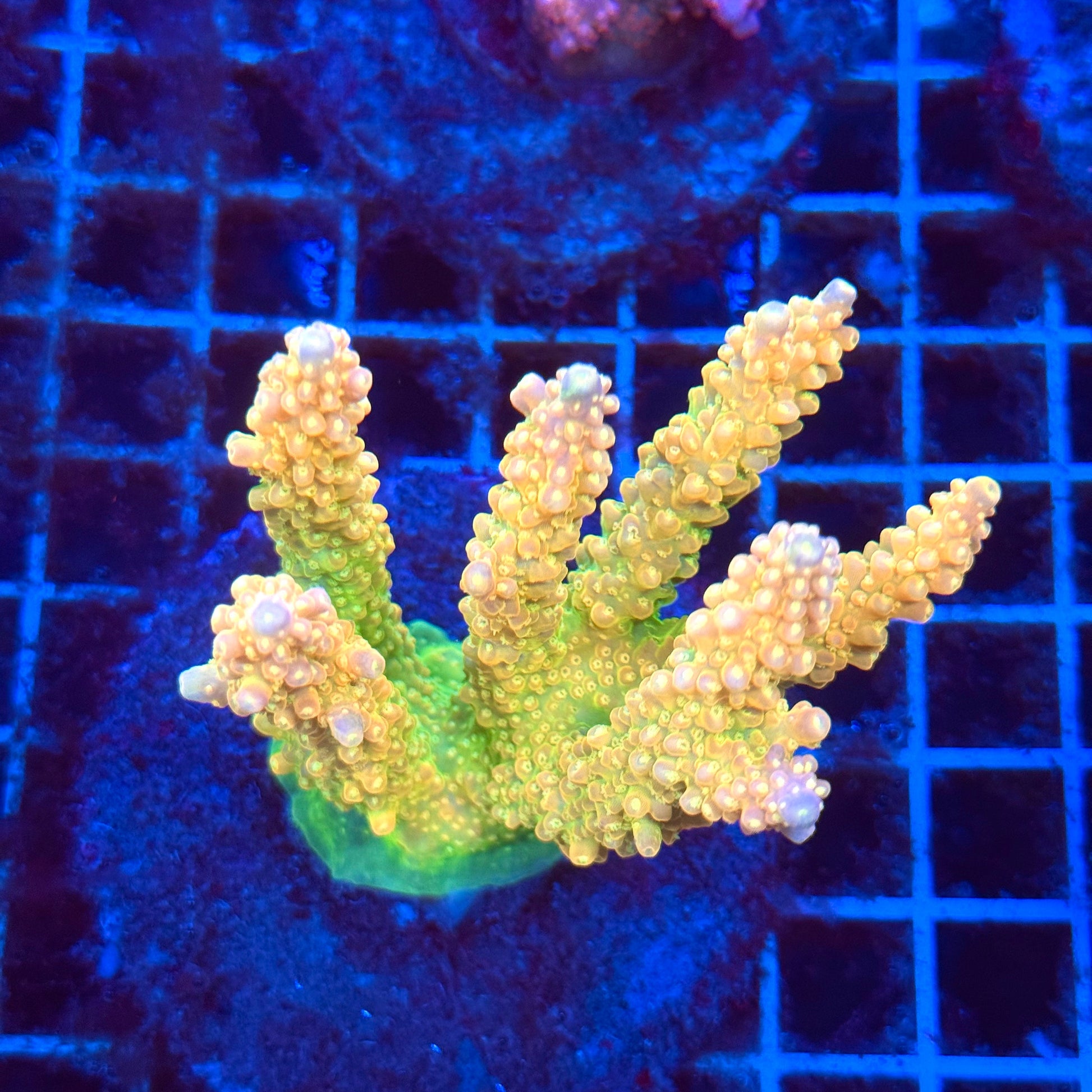 (WYSIWYG) Acro Colony T3I2