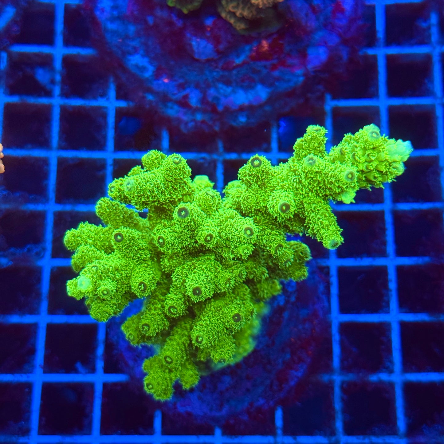 (WYSIWYG) Acro Colony T3I3