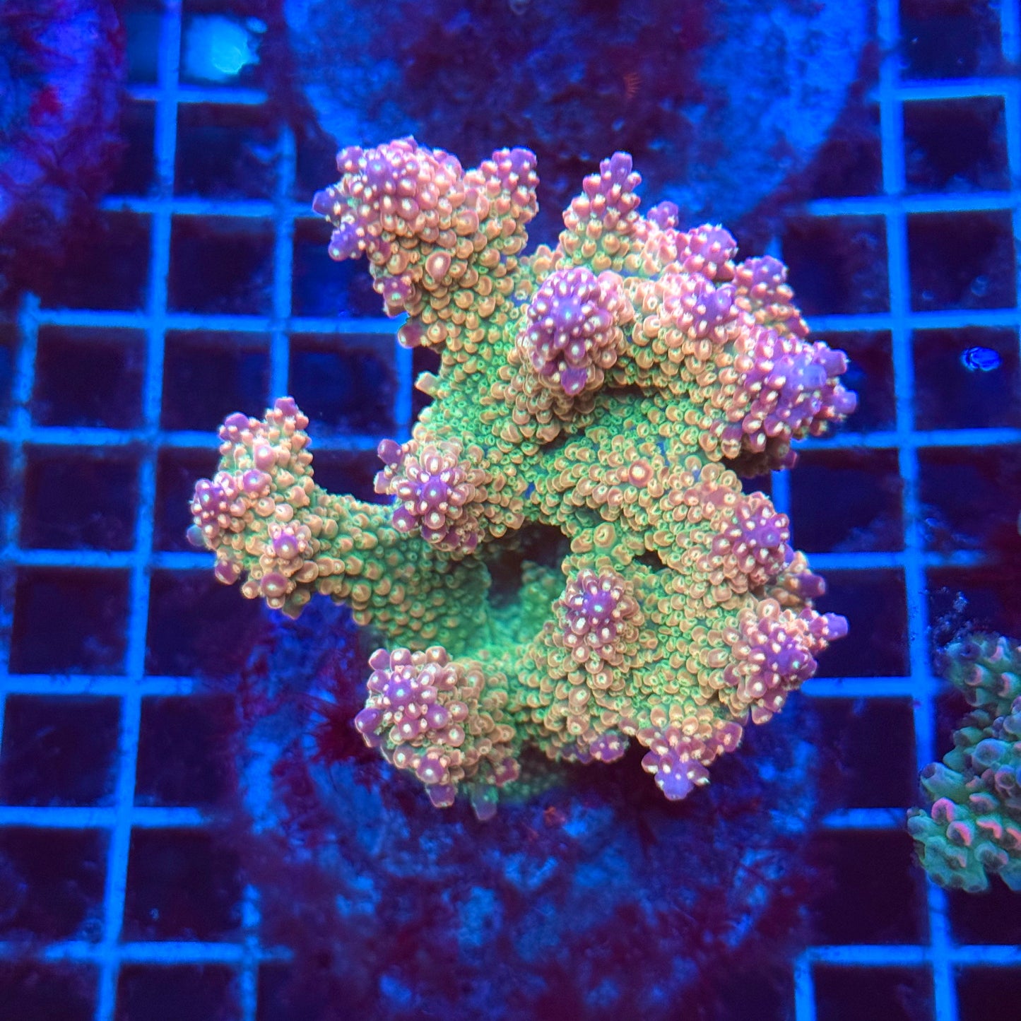 (WYSIWYG) Acro Colony T3I4