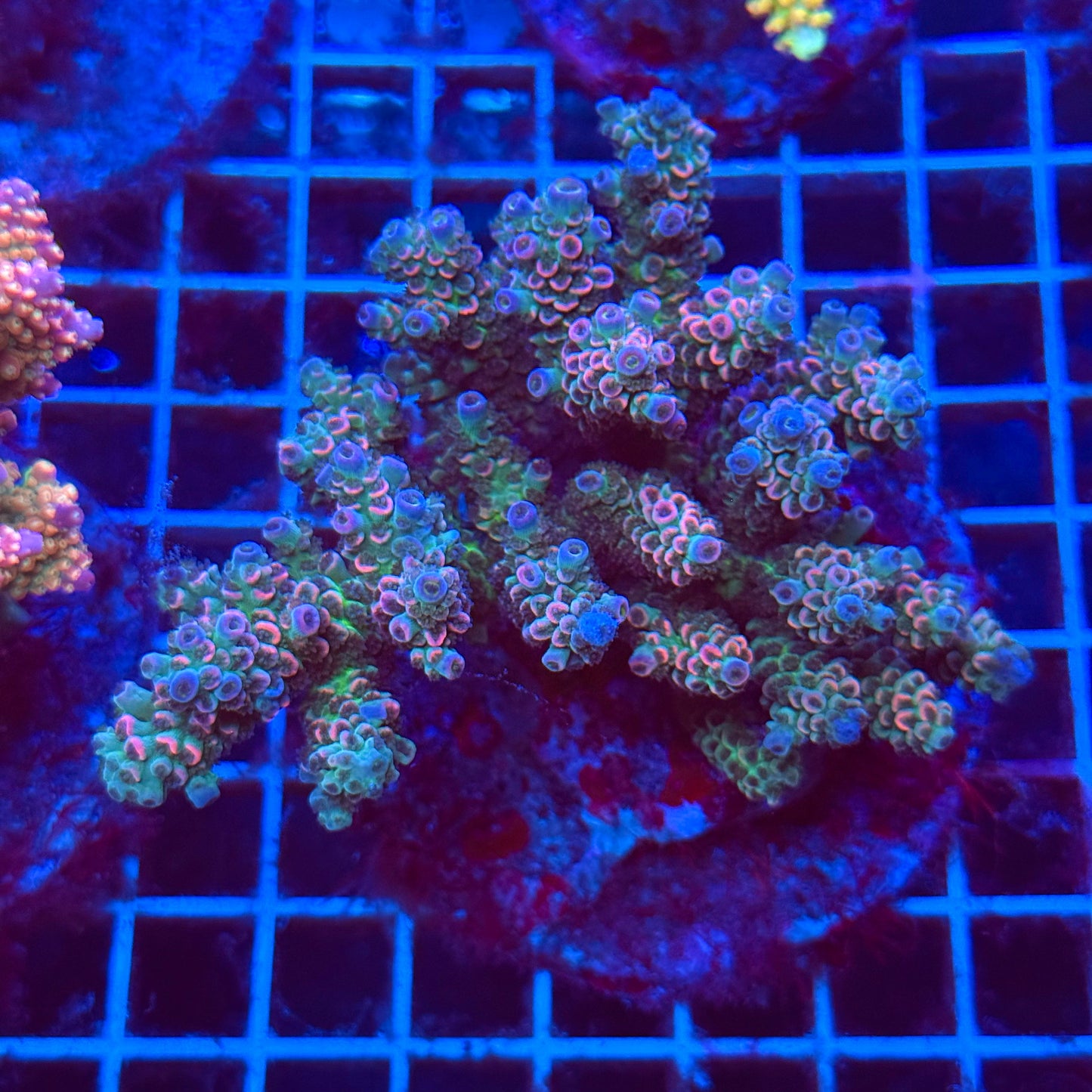 (WYSIWYG) Acro Colony T3I5