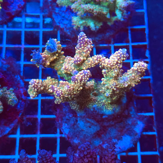 (WYSIWYG) Acro Colony T3I6