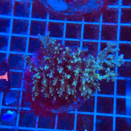 (WYSIWYG) Acro Colony T3J1