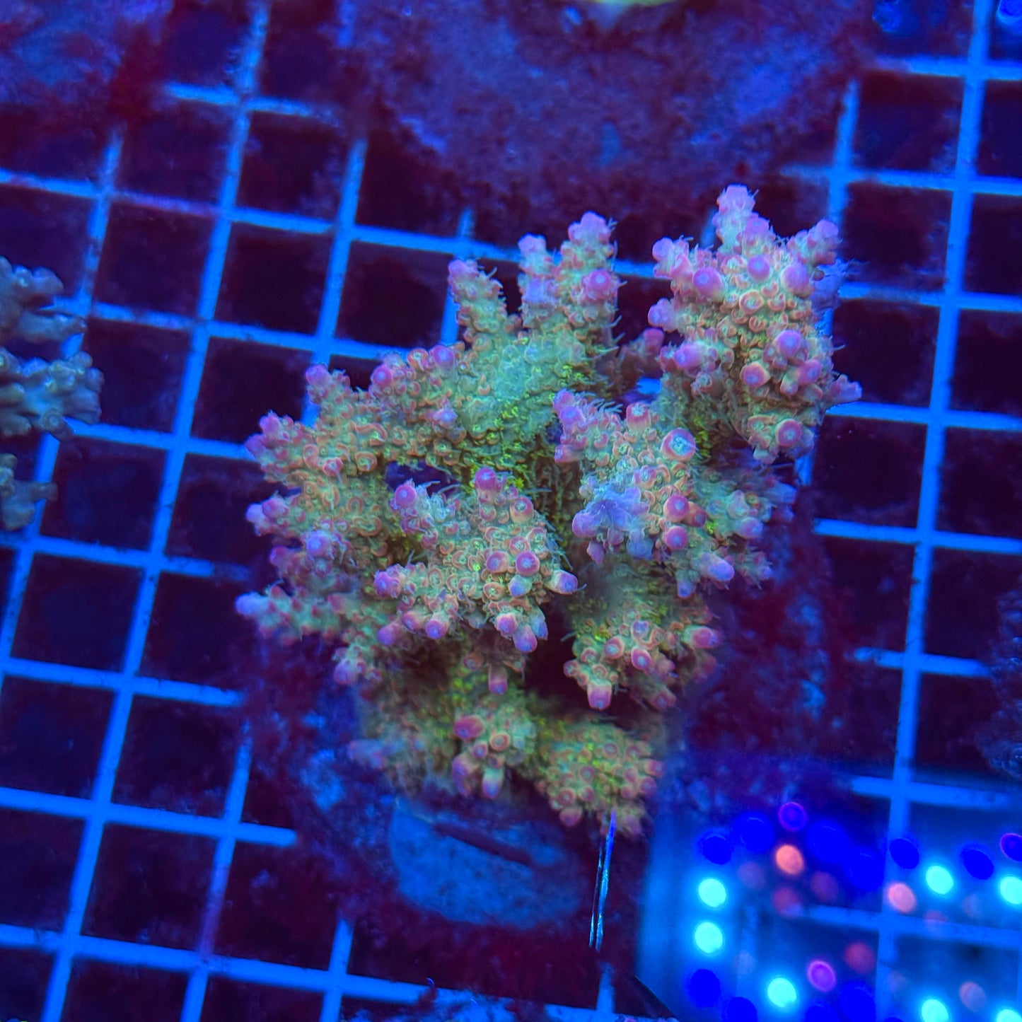 (WYSIWYG) Acro Colony T3J2