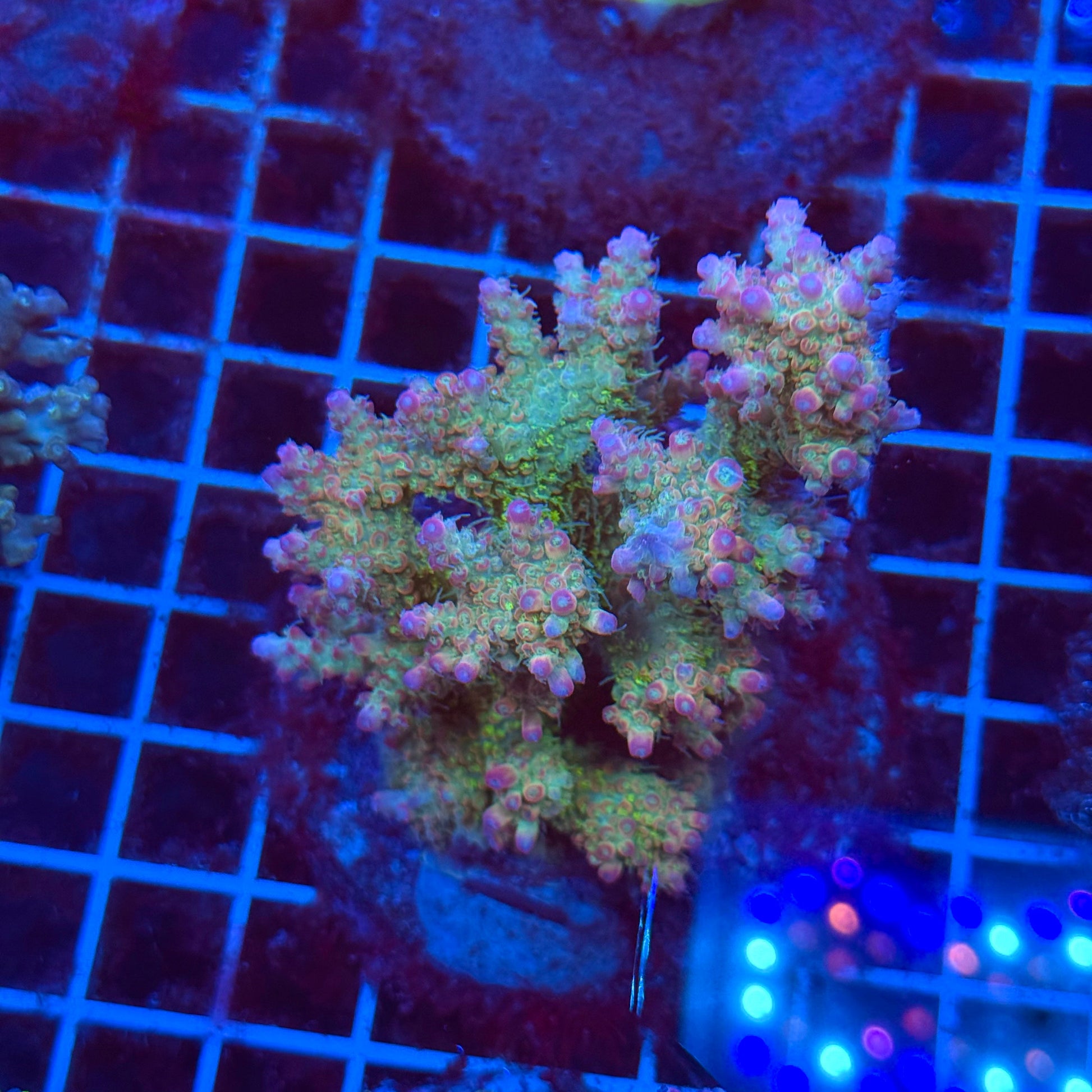 (WYSIWYG) Acro Colony T3J2