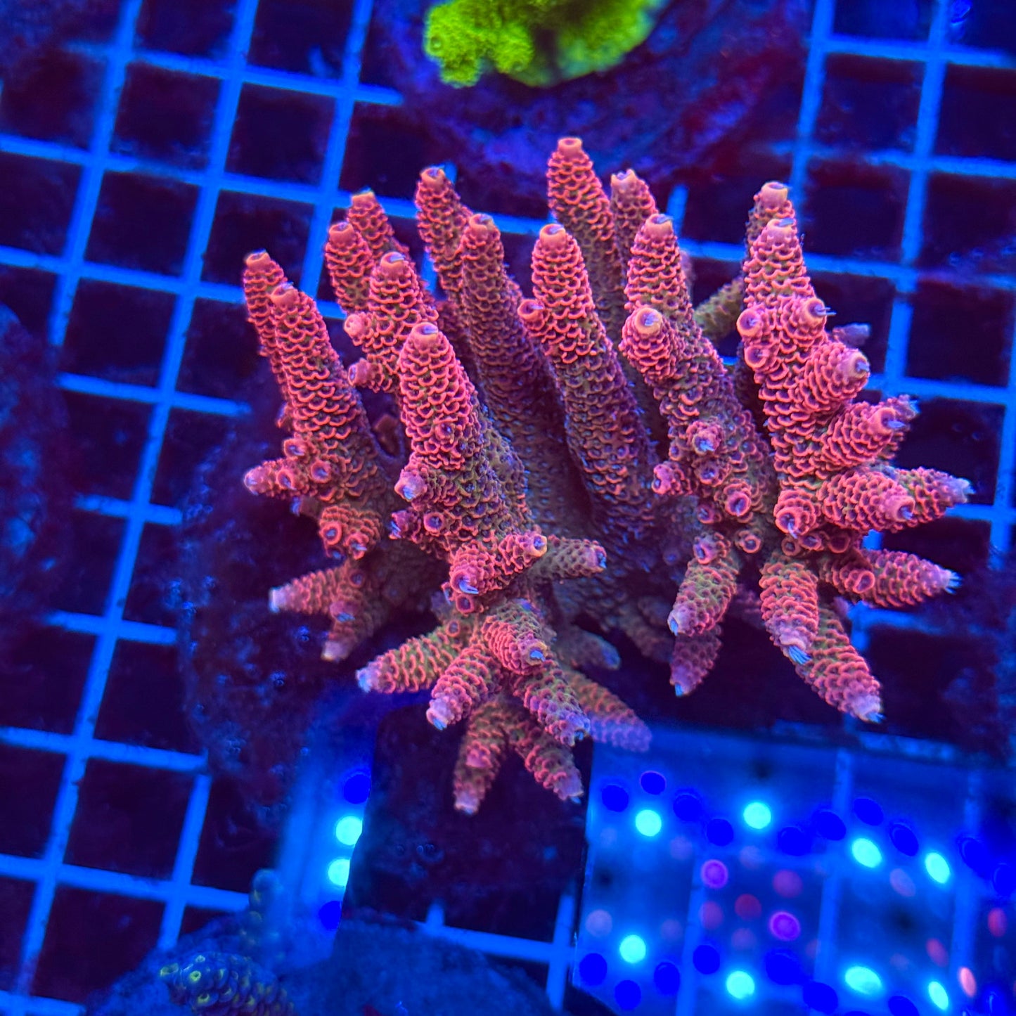 (WYSIWYG) Acro Colony T3J3