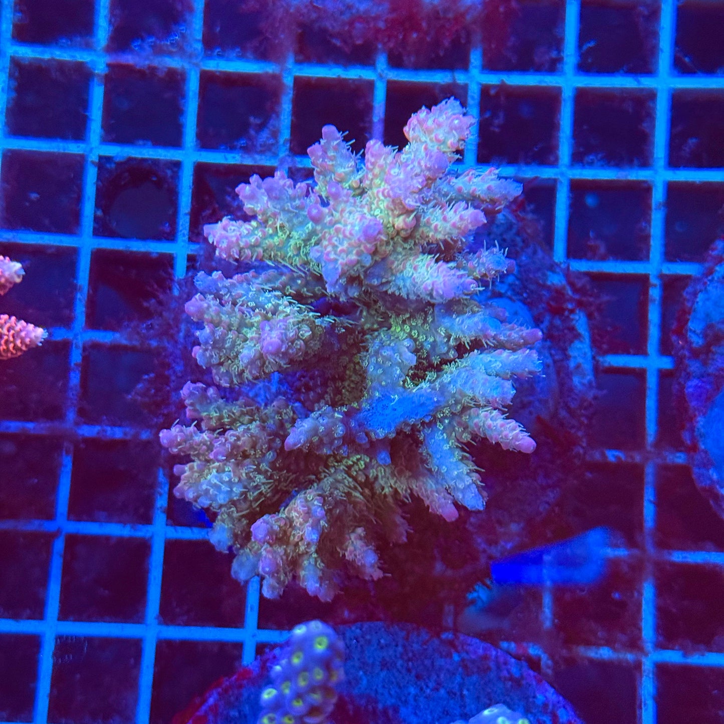 (WYSIWYG) Acro Colony T3J4