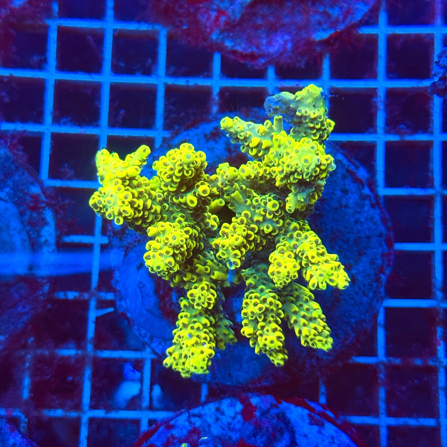 (WYSIWYG) Acro Colony T3J5