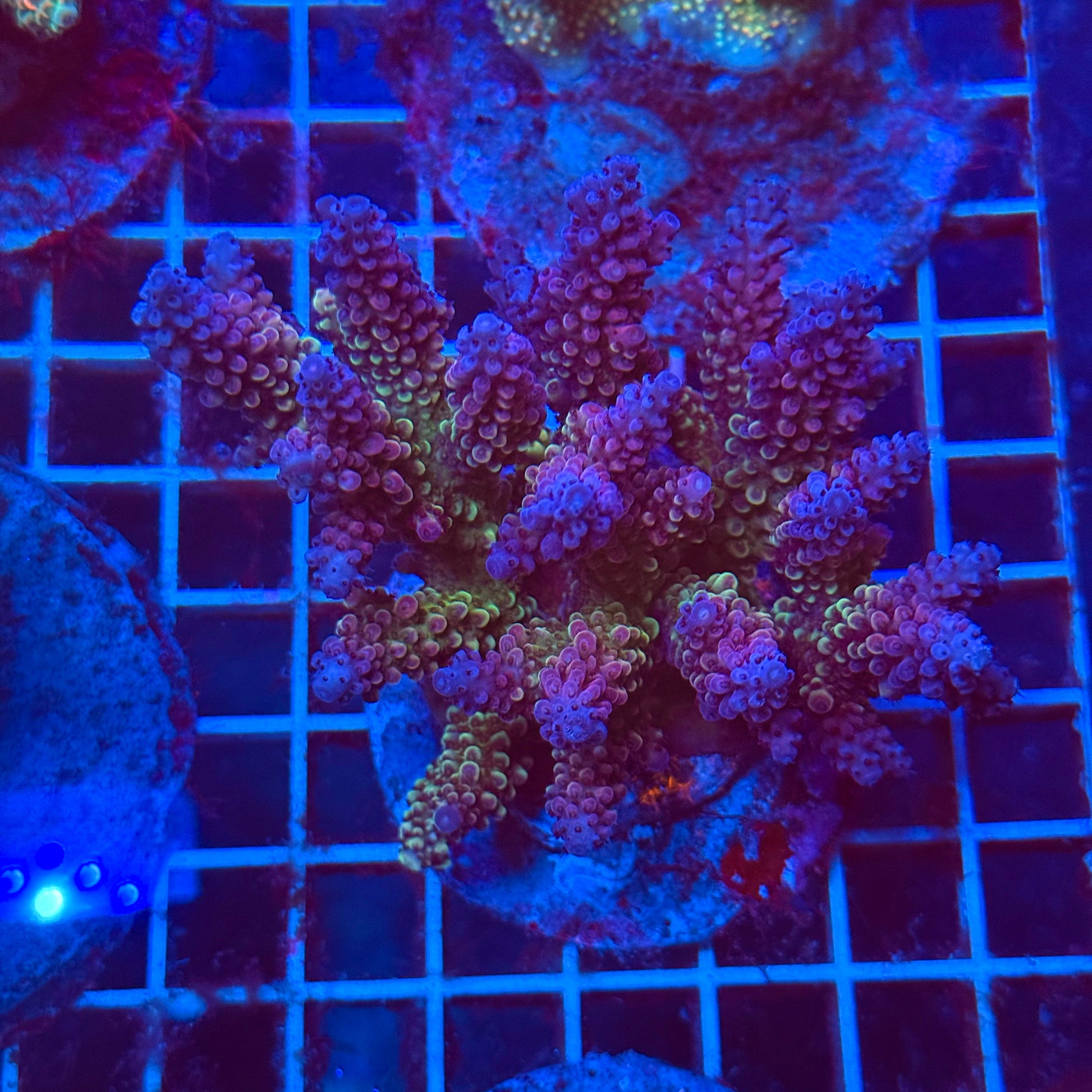 (WYSIWYG) Acro Colony T3J6