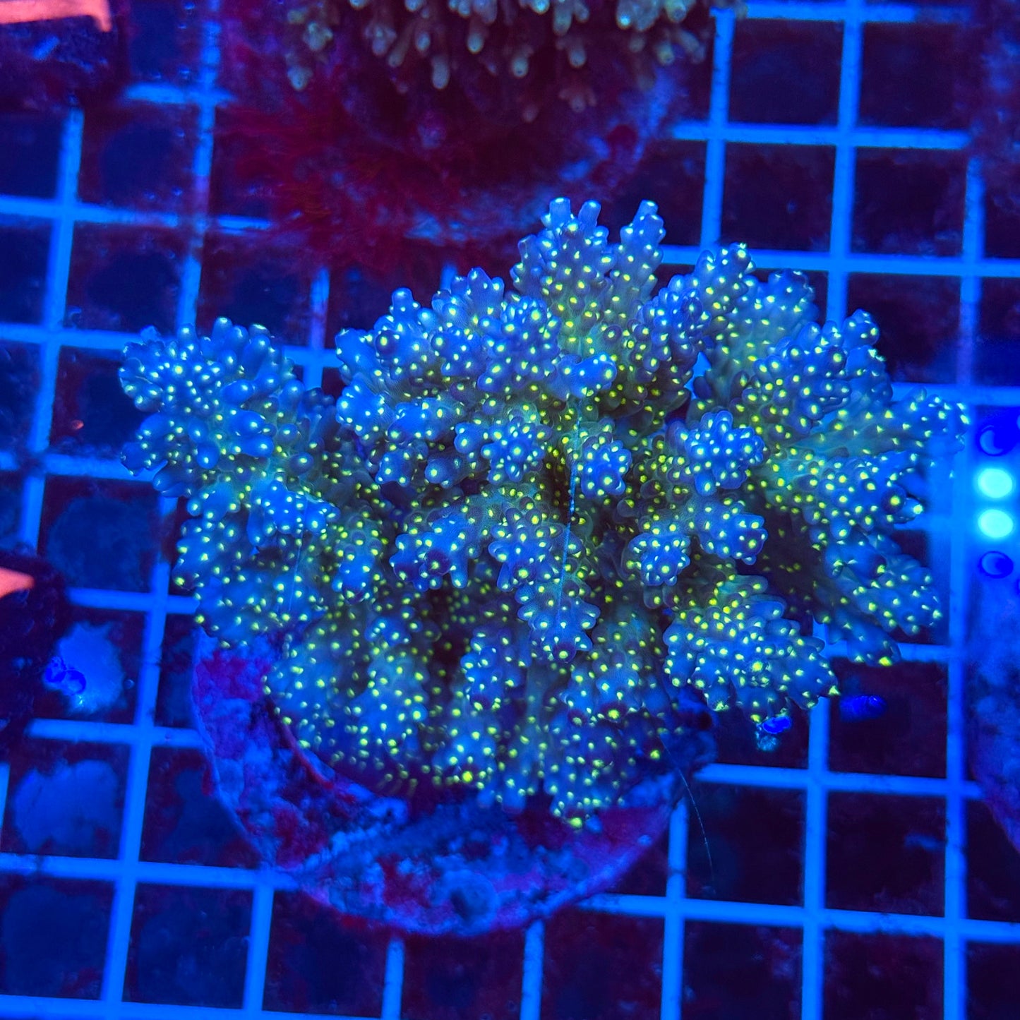 (WYSIWYG) Acro Colony T3K1