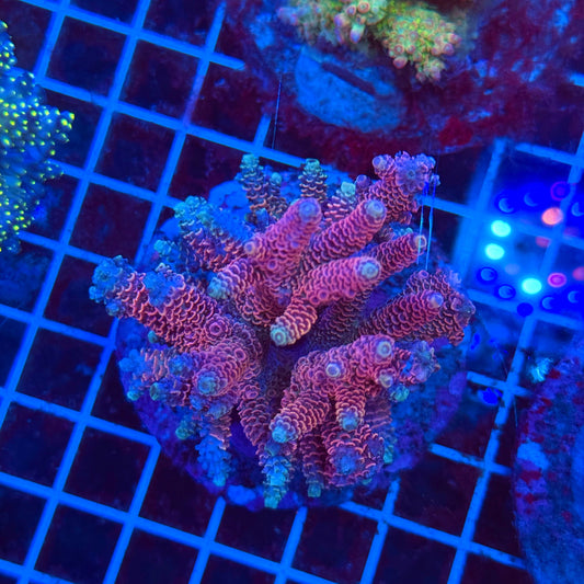 (WYSIWYG) Acro Colony T3K2