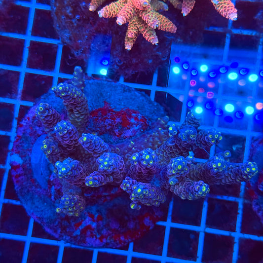 (WYSIWYG) Acro Colony T3K3