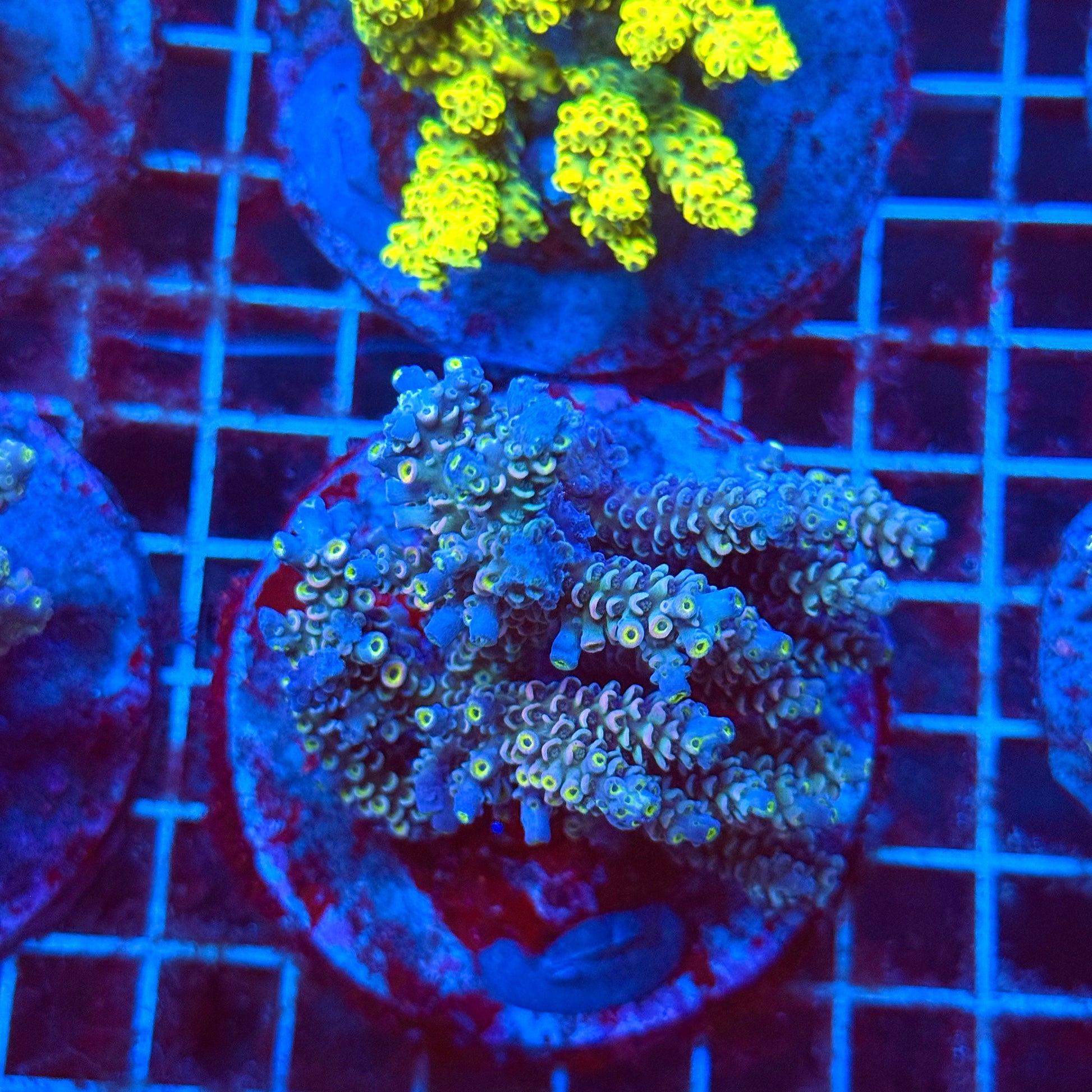 (WYSIWYG) Acro Colony T3K5