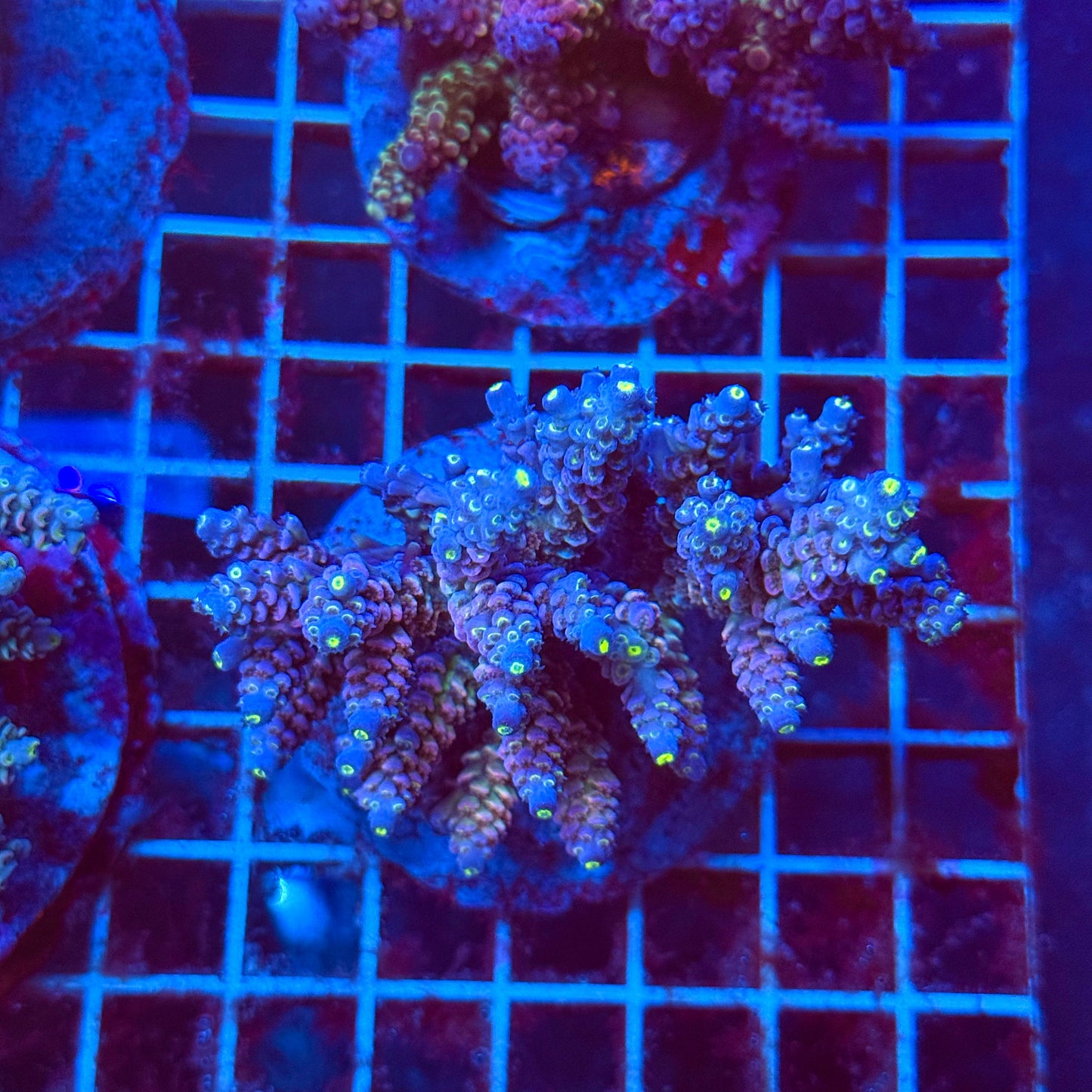 (WYSIWYG) Acro Colony T3K6