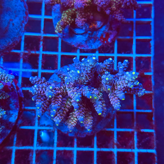 (WYSIWYG) Acro Colony T3K6