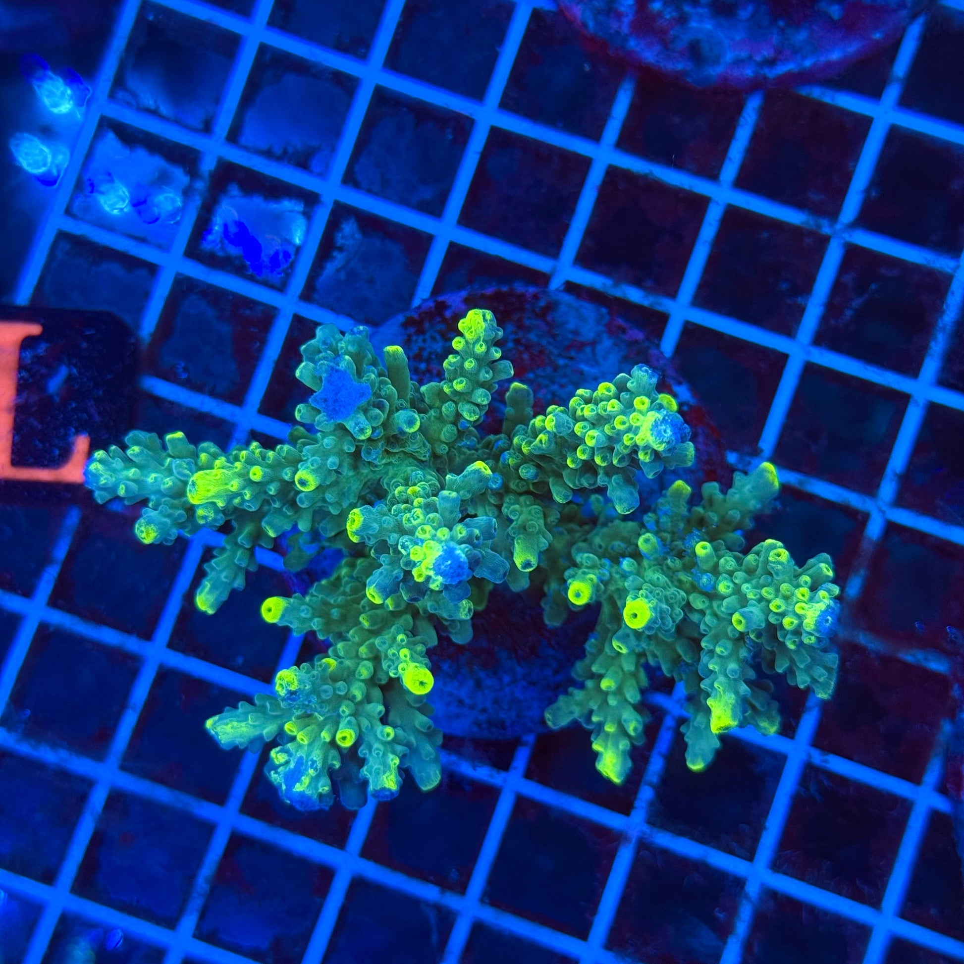 (WYSIWYG) Acro Colony T3L1