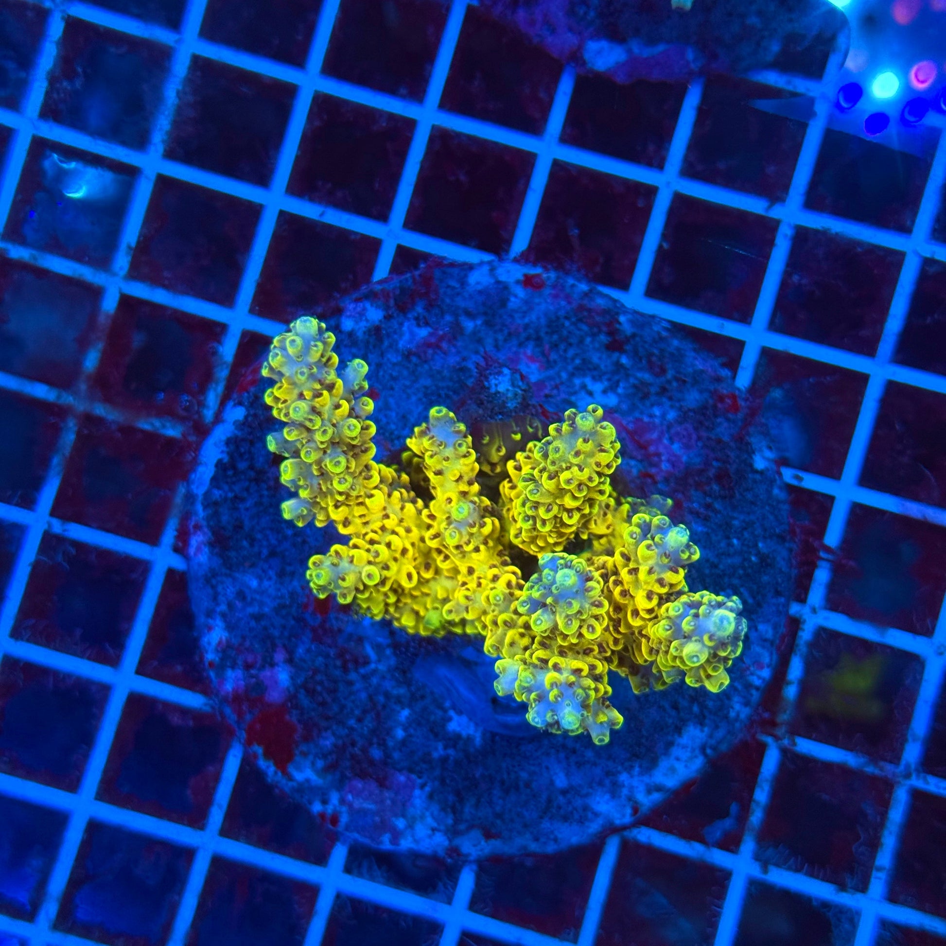 (WYSIWYG) Acro Colony T3L2