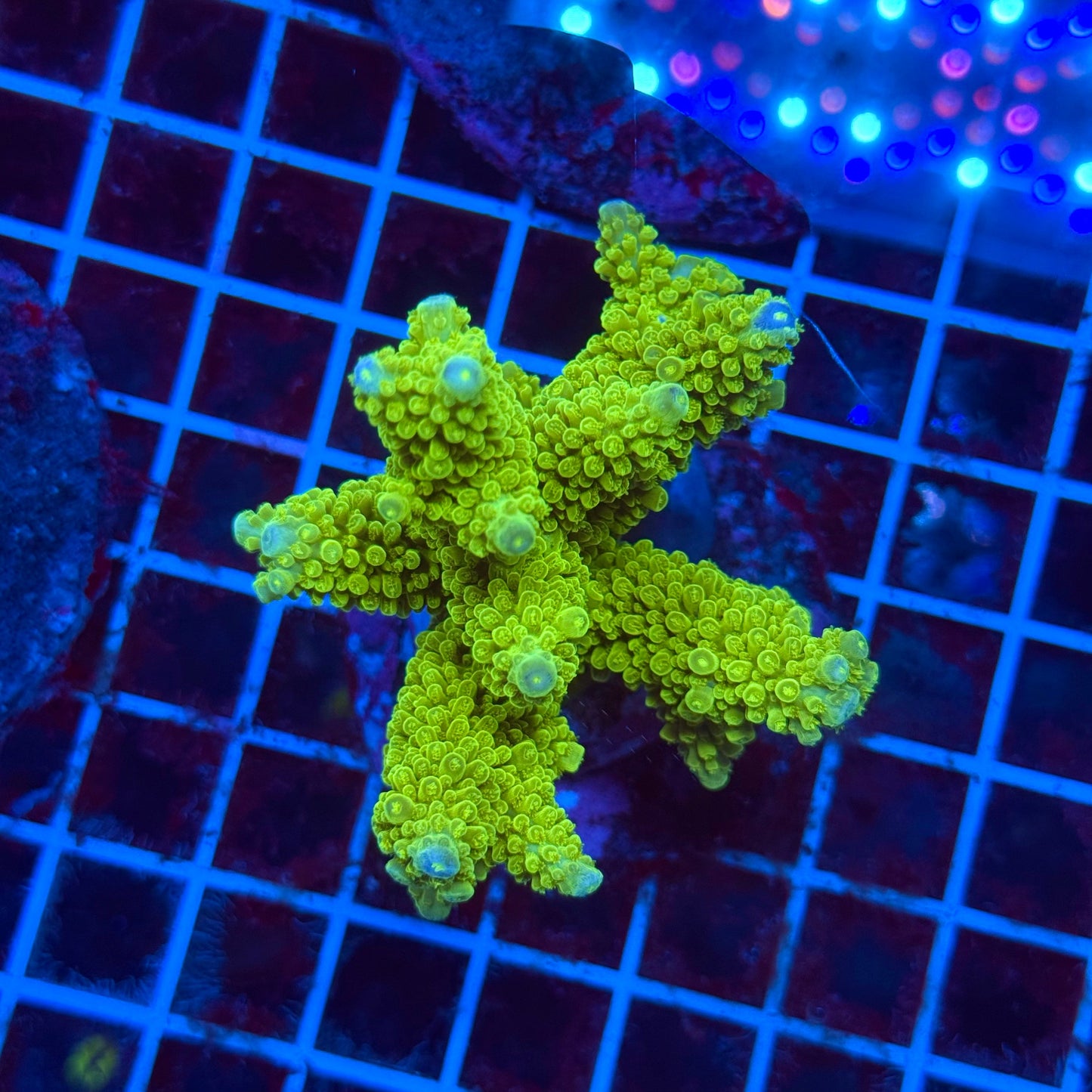 (WYSIWYG) Acro Colony T3L3