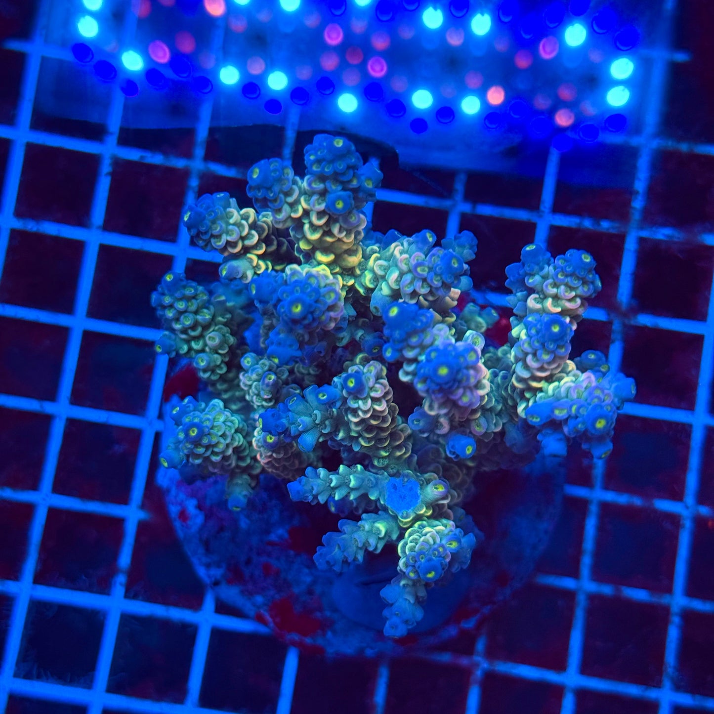 (WYSIWYG) Acro Colony T3L4