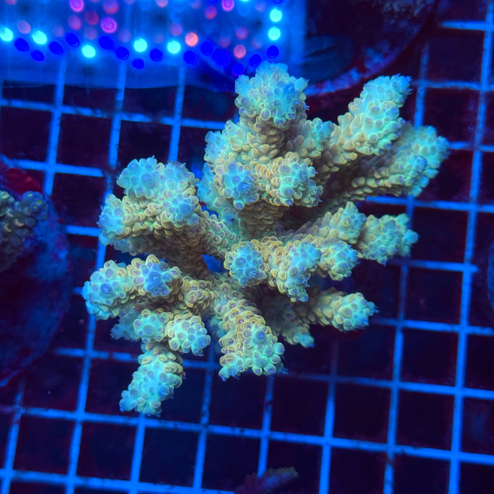 (WYSIWYG) Acro Colony T3L5