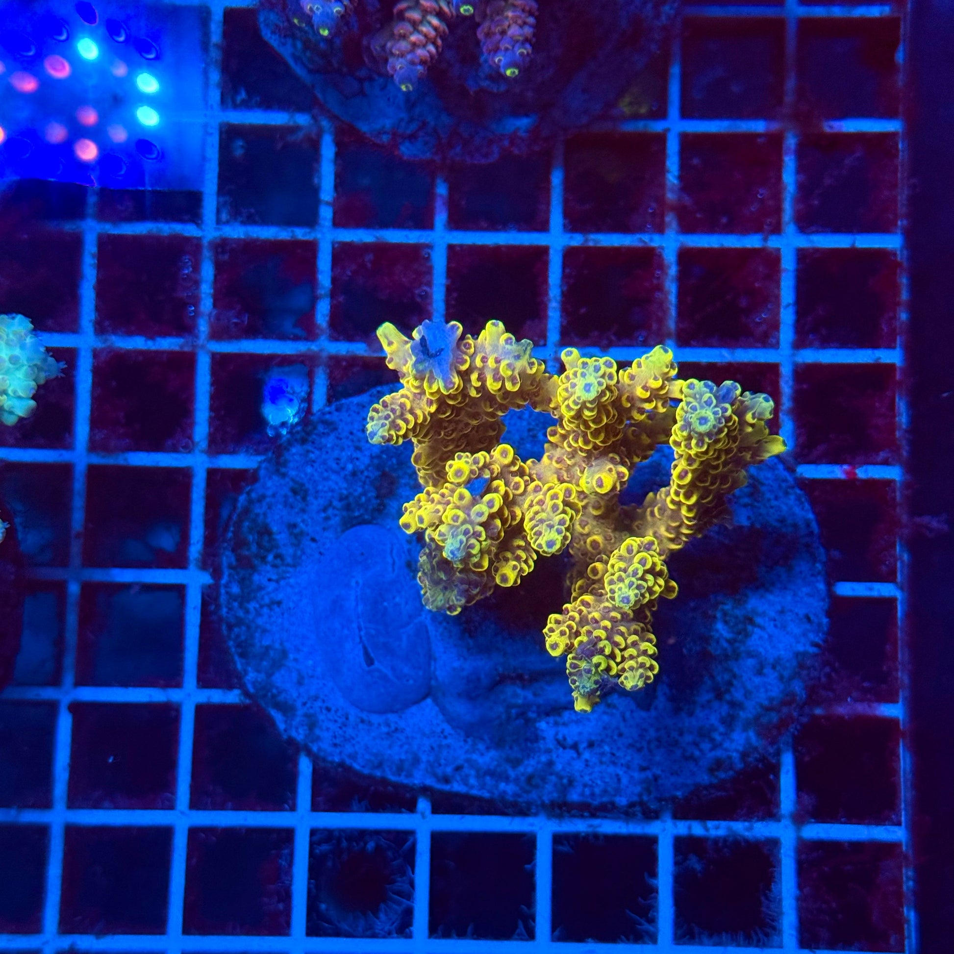 (WYSIWYG) Acro Colony T3L6