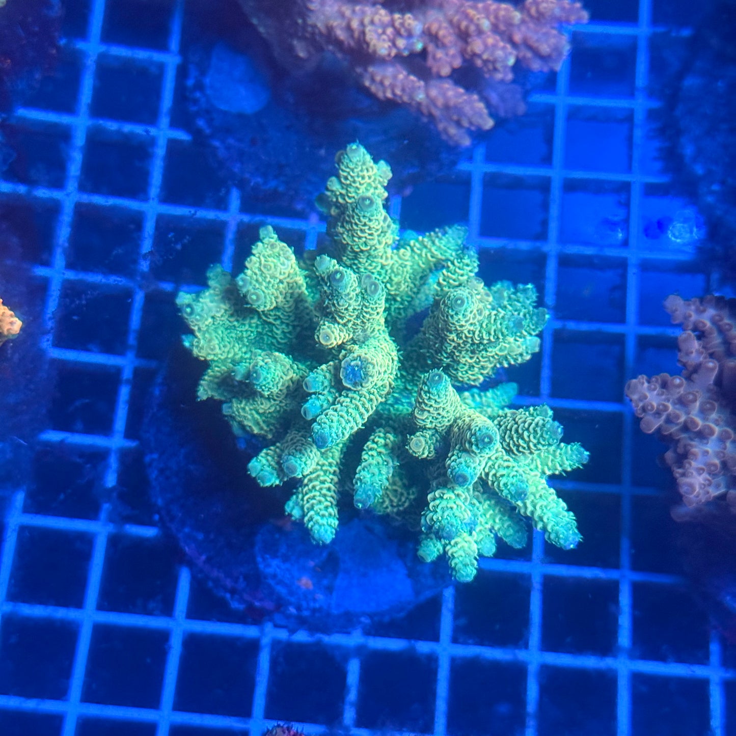 (WYSIWYG) Acropora Colony T3B2