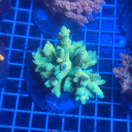 (WYSIWYG) Acropora Colony T3B2