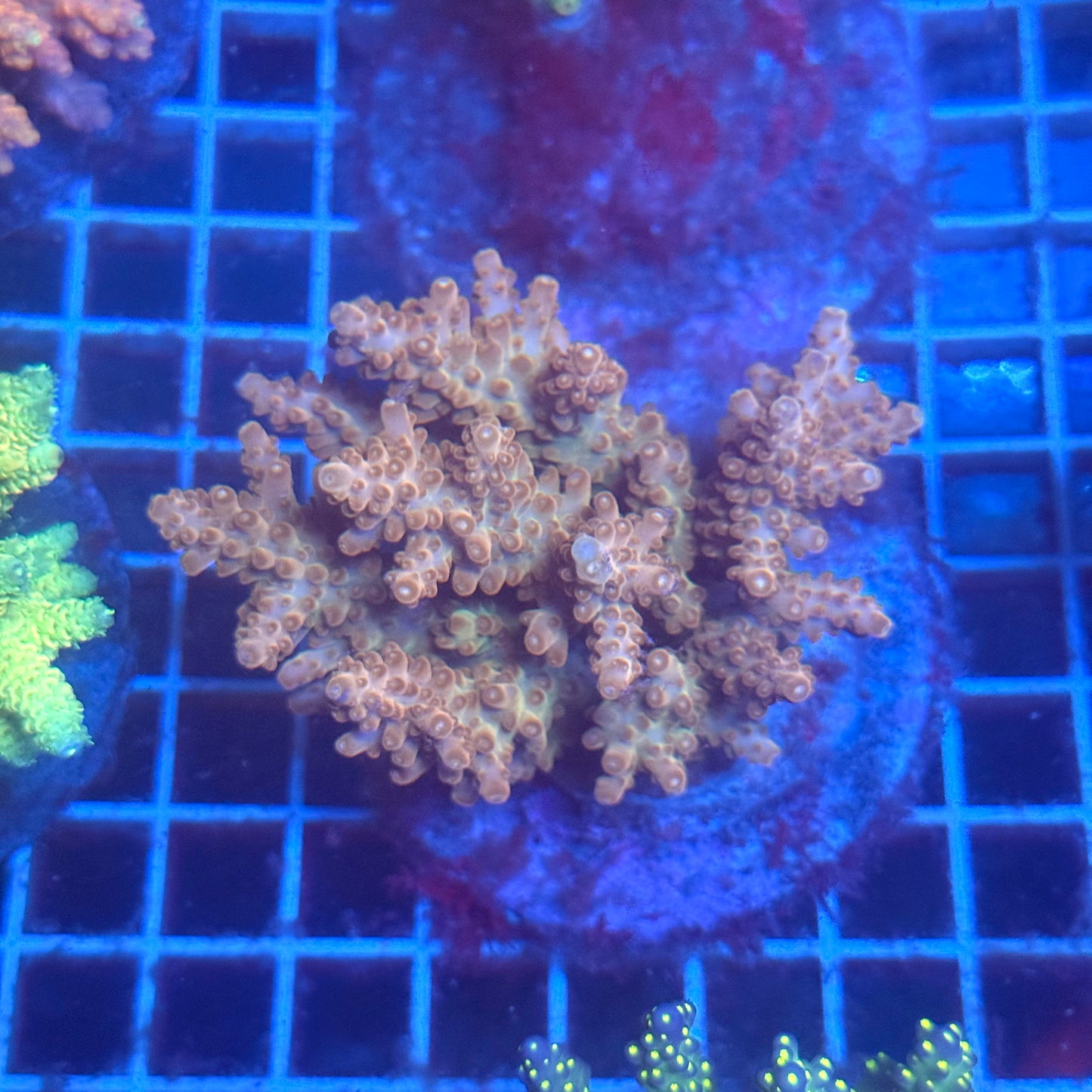 (WYSIWYG) Acropora Colony T3B3