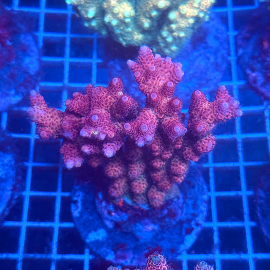 (WYSIWYG) Acropora Colony T3B4