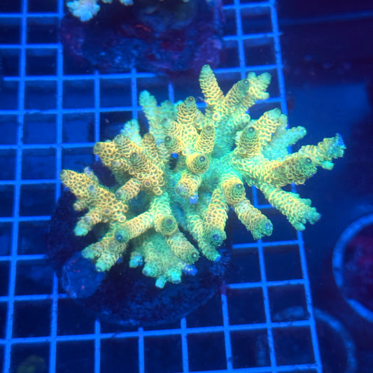 (WYSIWYG) Acropora Colony T3B6