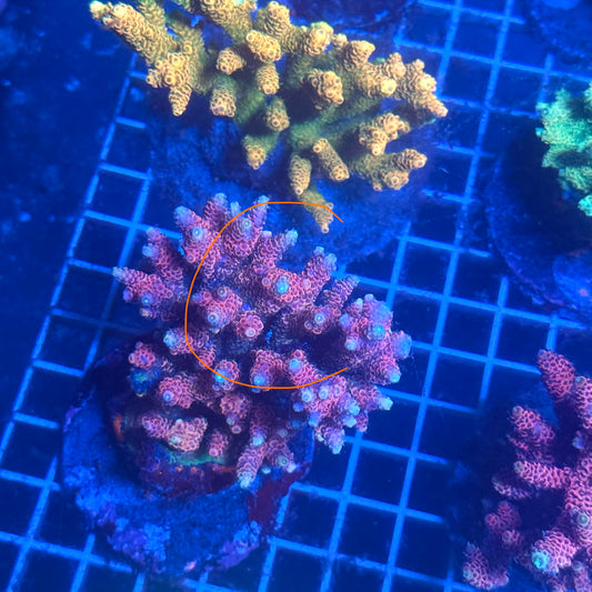 (WYSIWYG) Acropora Colony T3C1