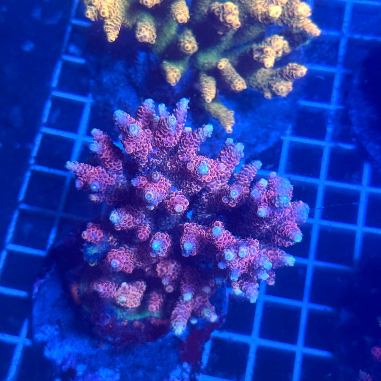 (WYSIWYG) Acropora Colony T3C2