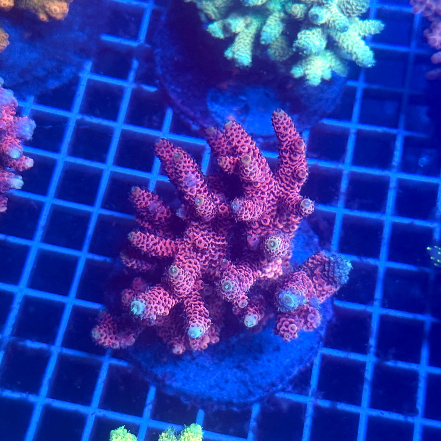 (WYSIWYG) Acropora Colony T3C3