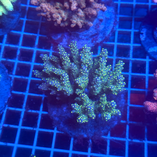 (WYSIWYG) Acropora Colony T3C4