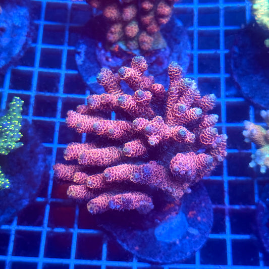 (WYSIWYG) Acropora Colony T3C5