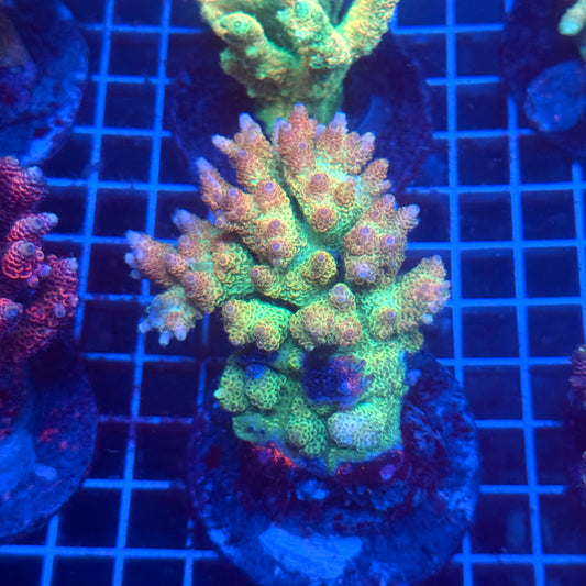 (WYSIWYG) Acropora Colony T3C6